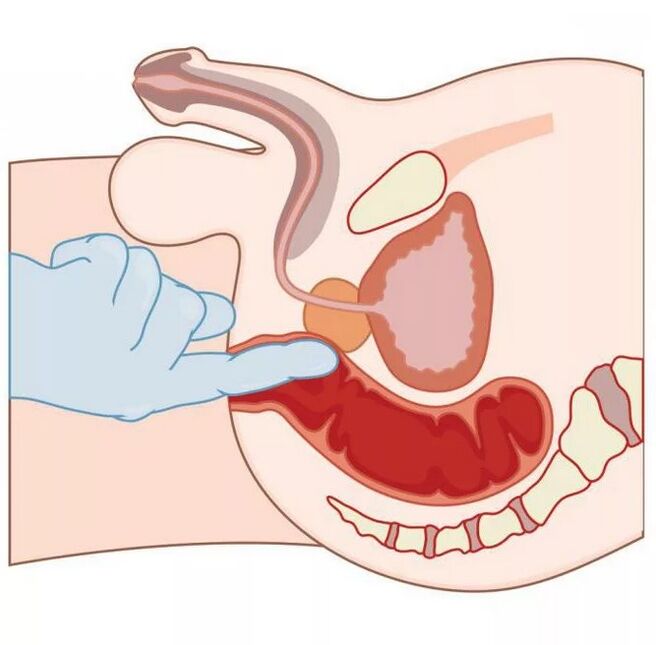 Vendndodhja e pikës G mashkullore